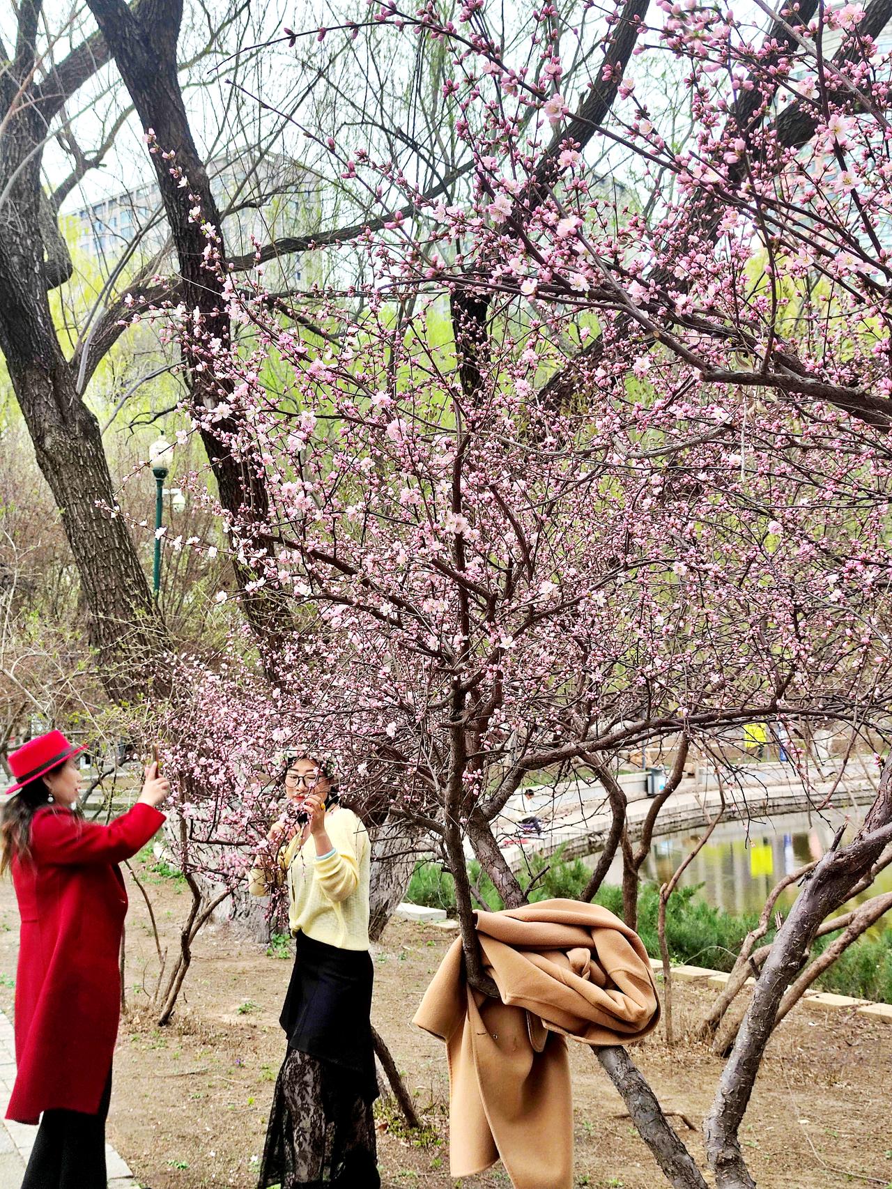 南湖公园盛开的鲜花打卡沈阳南湖公园，恰逢鲜花盛开，春色满园。白云山景区内