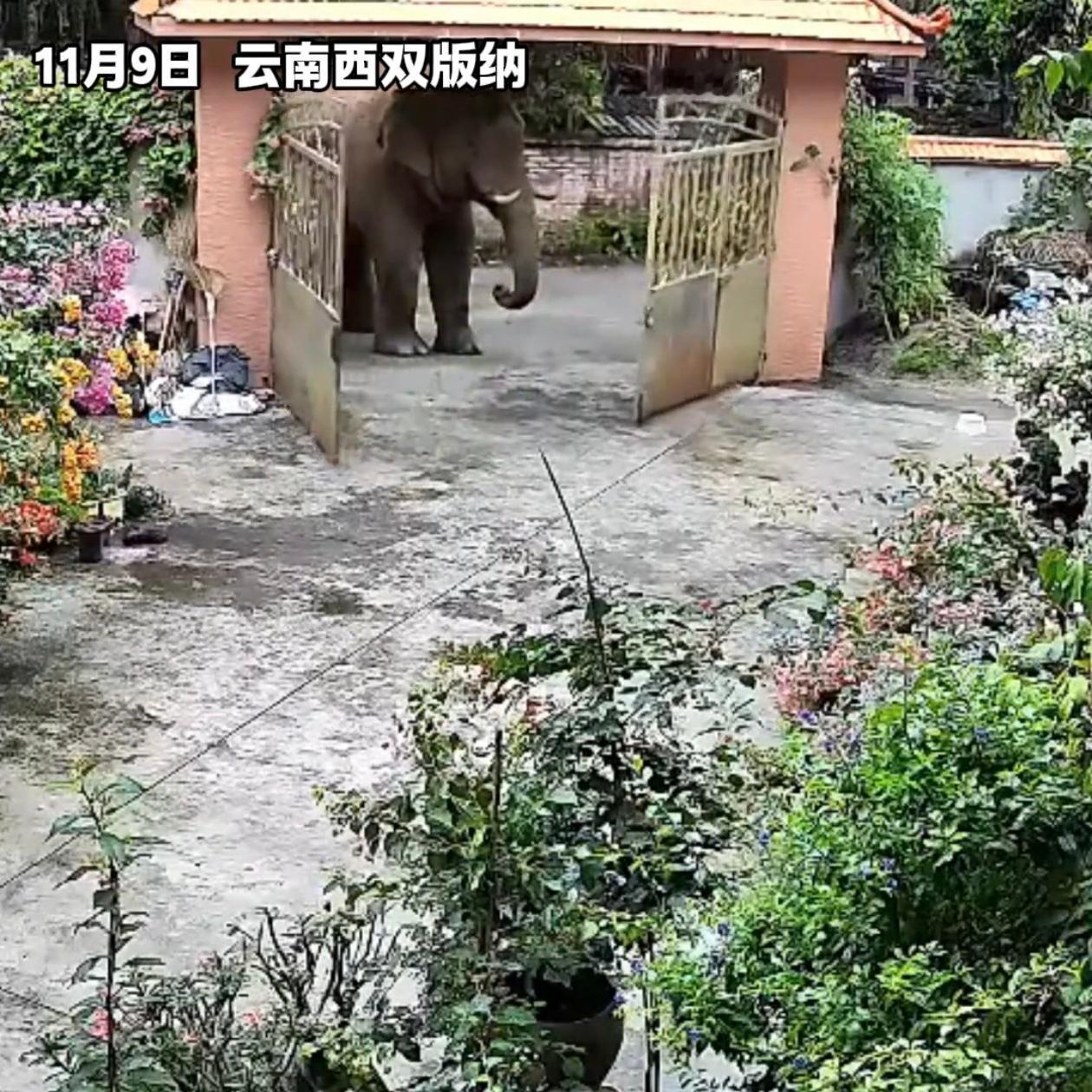 云南一女子外出办事，手机突然收到家里监控报警，打开一看，整个人都懵了：一头大象正