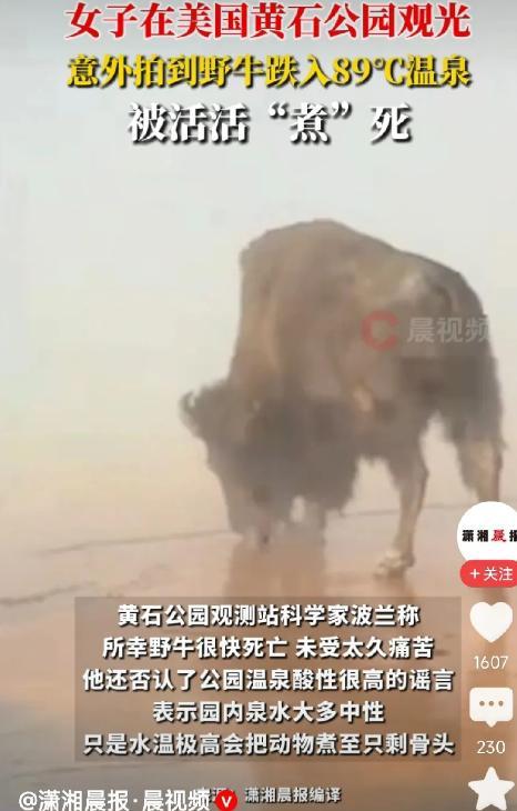“太悲催了！”6月30日一头野牛闲逛，不慎跌入89℃温泉，拼命挣扎，却始终无法上