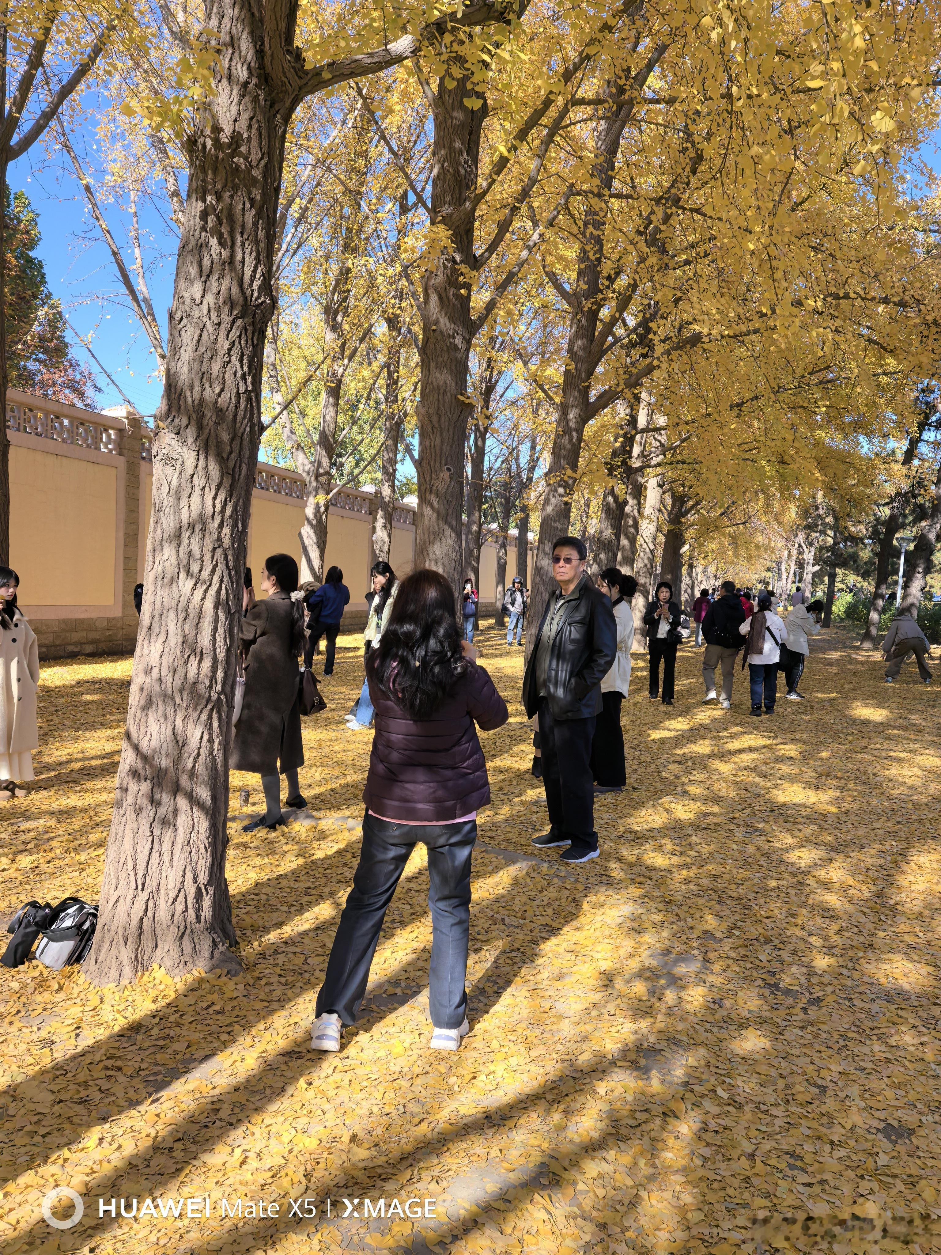 应该是北京010乃至全中国最有名的一片银杏观景街道了