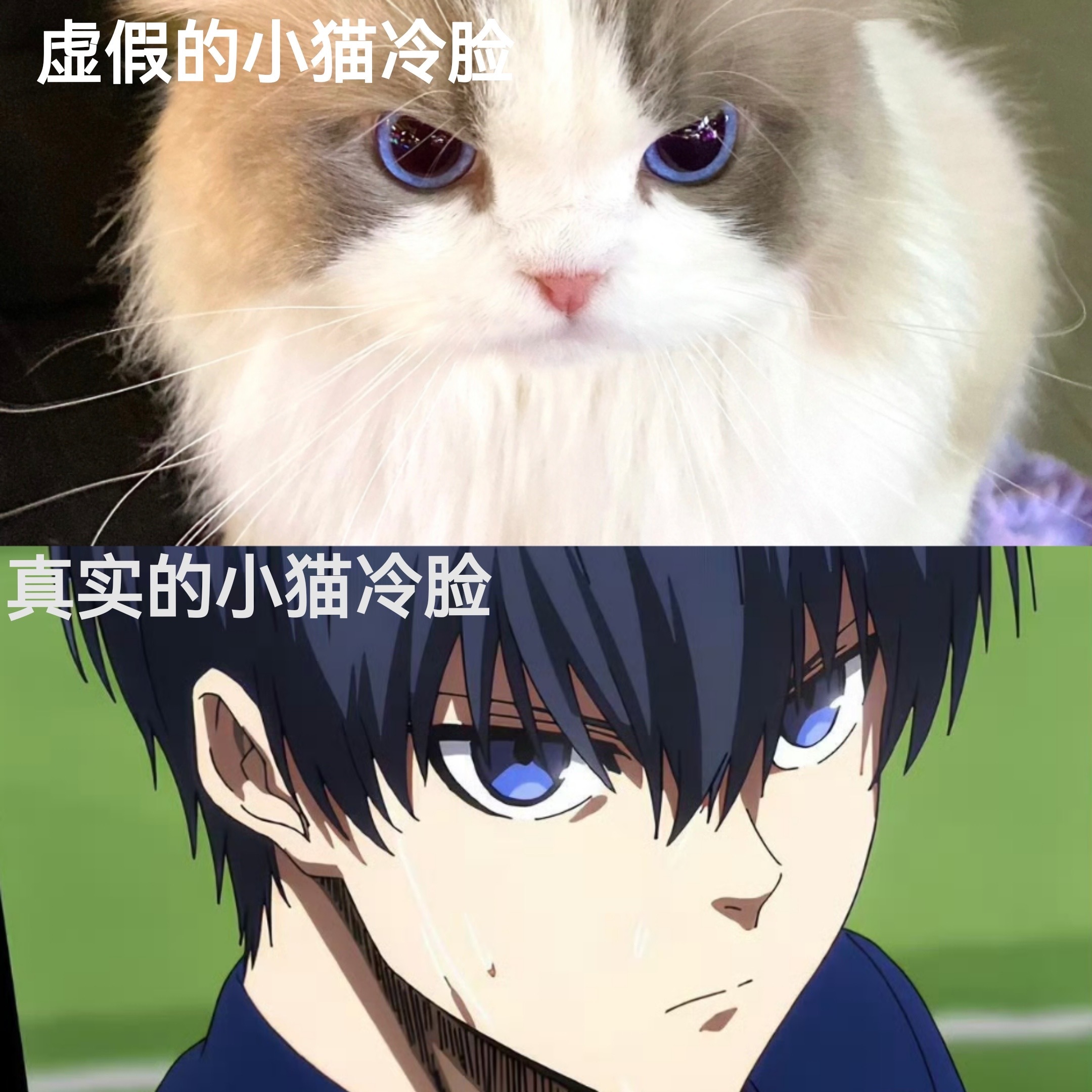 仅用一秒就猜出谁是真正的小猫