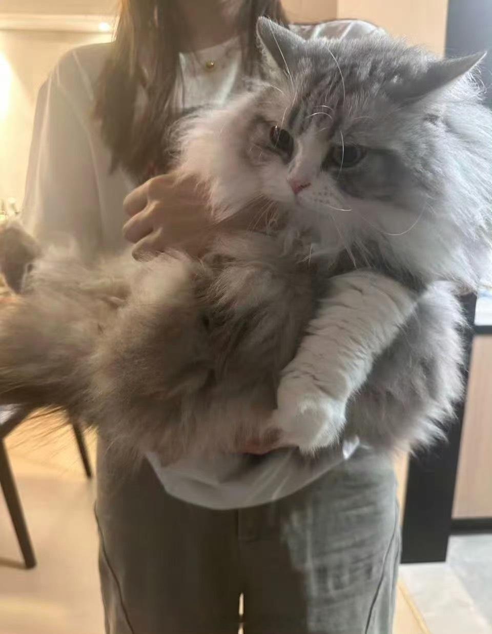 无畏的猫真的太太太大了无畏猫咪体型超大，视觉冲击力直接拉满！