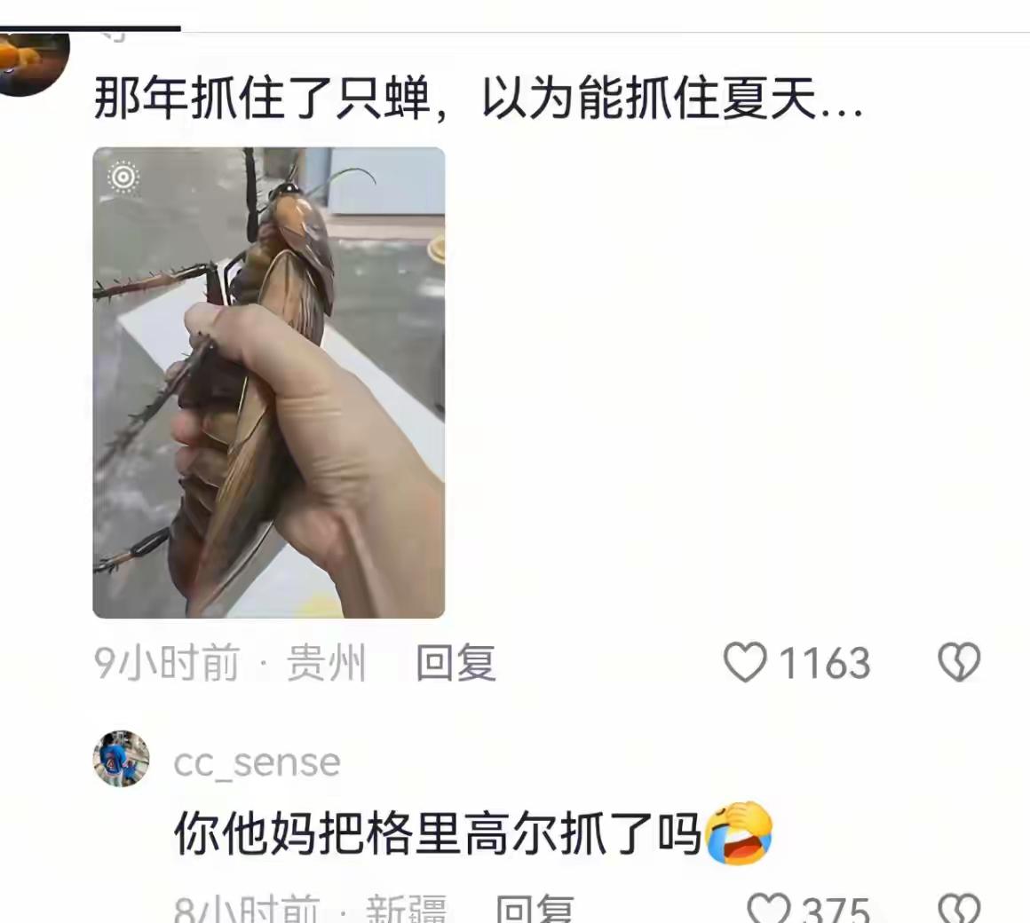 不是，你确定这是蝉[？？？]
