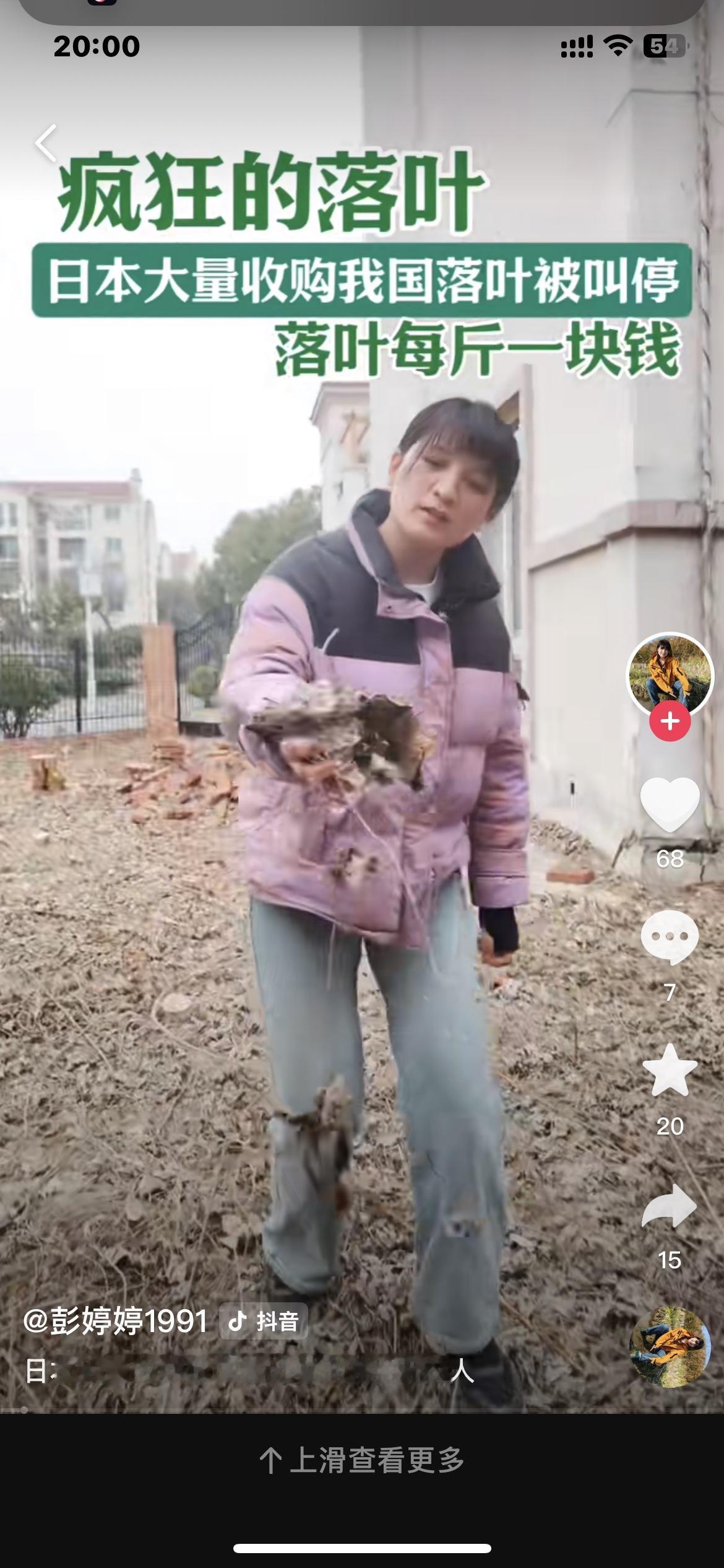 日本5年收3万吨东北树叶：看似生意，实则生态掠夺21世纪初，一场“扫叶热”席