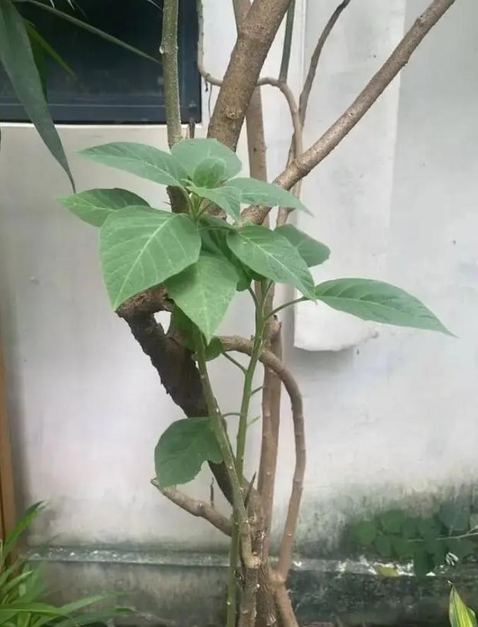 近日，广东汕头一居民在小区采摘“青草药”煮水，妻子饮后昏迷送进医院ICU，儿子则