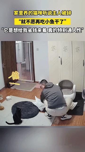 最近燕郊有件事挺多人在传一小伙子被公司辞退回家，心情不好跟家里黑猫倒苦水，结果