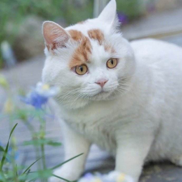 还记得曾经那只因为委屈表情走红的小流浪猫吗~已经被好心小姐姐收养啦🤩取名叫
