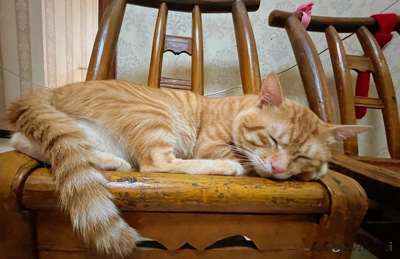 猫咪那么可爱你喜欢吗?经常在他睡着的时候偷拍他，觉得他好帅，不只是可爱，还让我们
