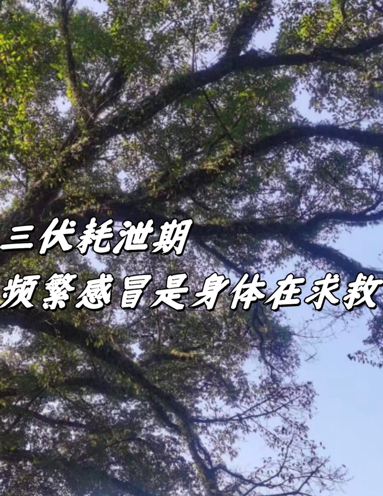 三伏天了为什么还会感冒三伏天高发热伤风，天热毛孔张开，频繁进出低温空调房、猛吃