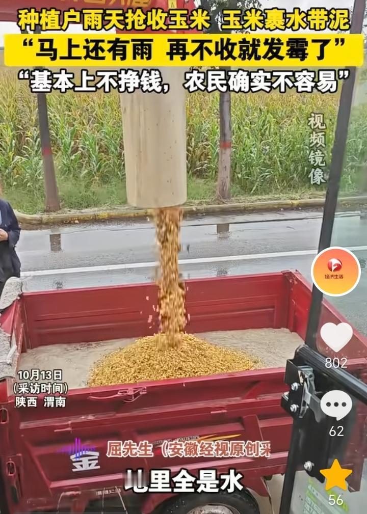 看天吃饭！陕西渭南，种植户抢收玉米，地里全是水，一共收了70亩，有30亩地里都是