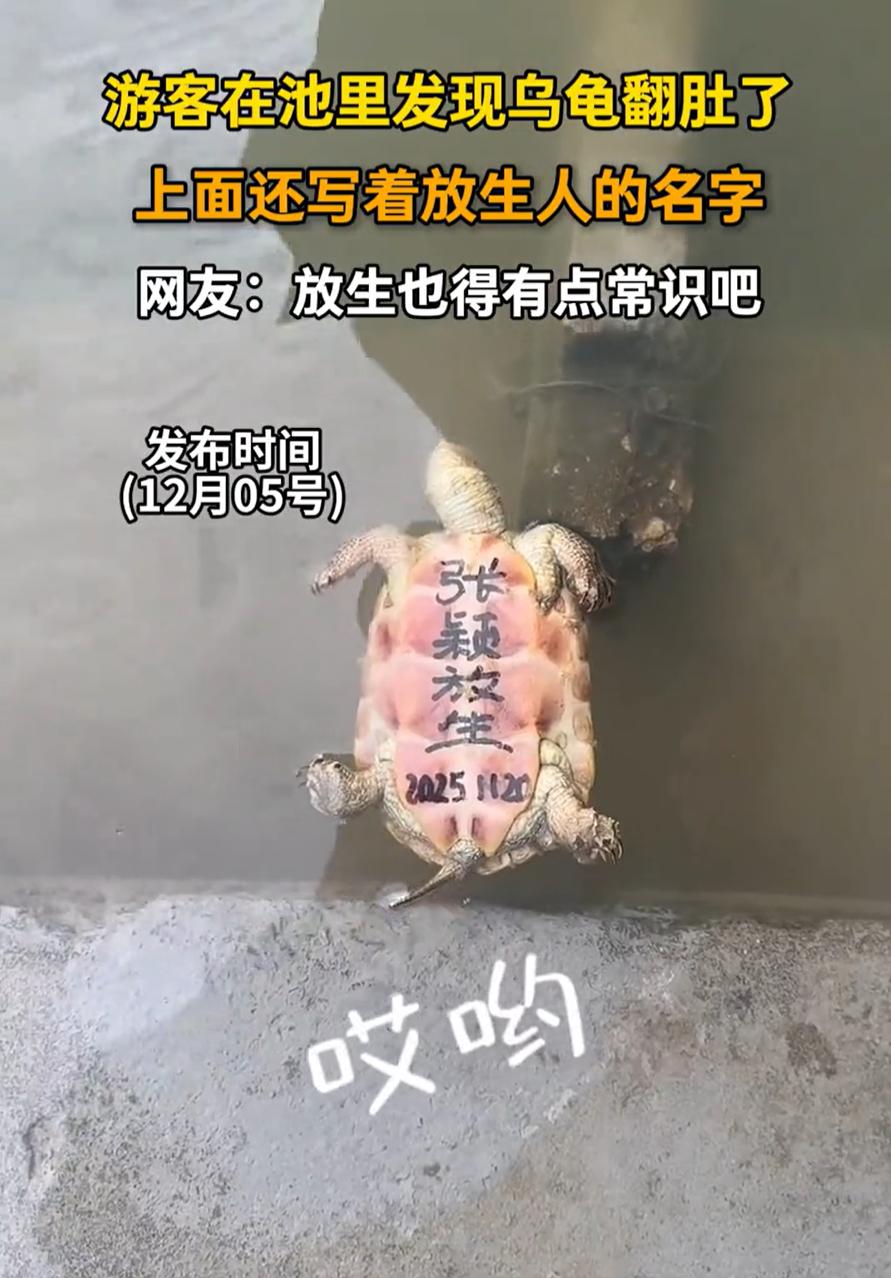 “这下更愧疚了吧！”一女子到水池边游玩，突然看到一只乌龟翻肚了，女子一开始还纳闷