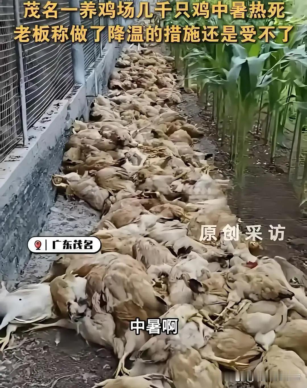 广东太热了！近一个星期天天预报气温34度～36度，实际体感温度都在40度上下。