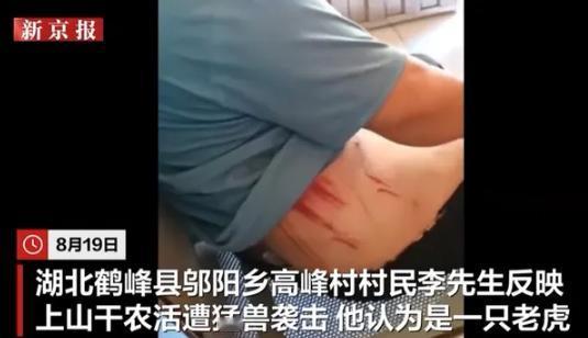 再现打虎英雄武松？湖北恩施，男子正在田间干活，不料，遭老虎突然袭击，男子与老虎肉