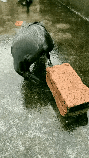 不看不知道，乌鸦的嘴竟然有这么大的力量！