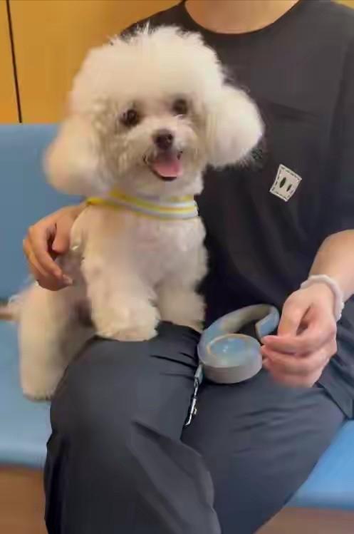 吃相太难看了！江西南昌，女子为了给家里的比熊犬有个保障，她每月花38元投保了宠物