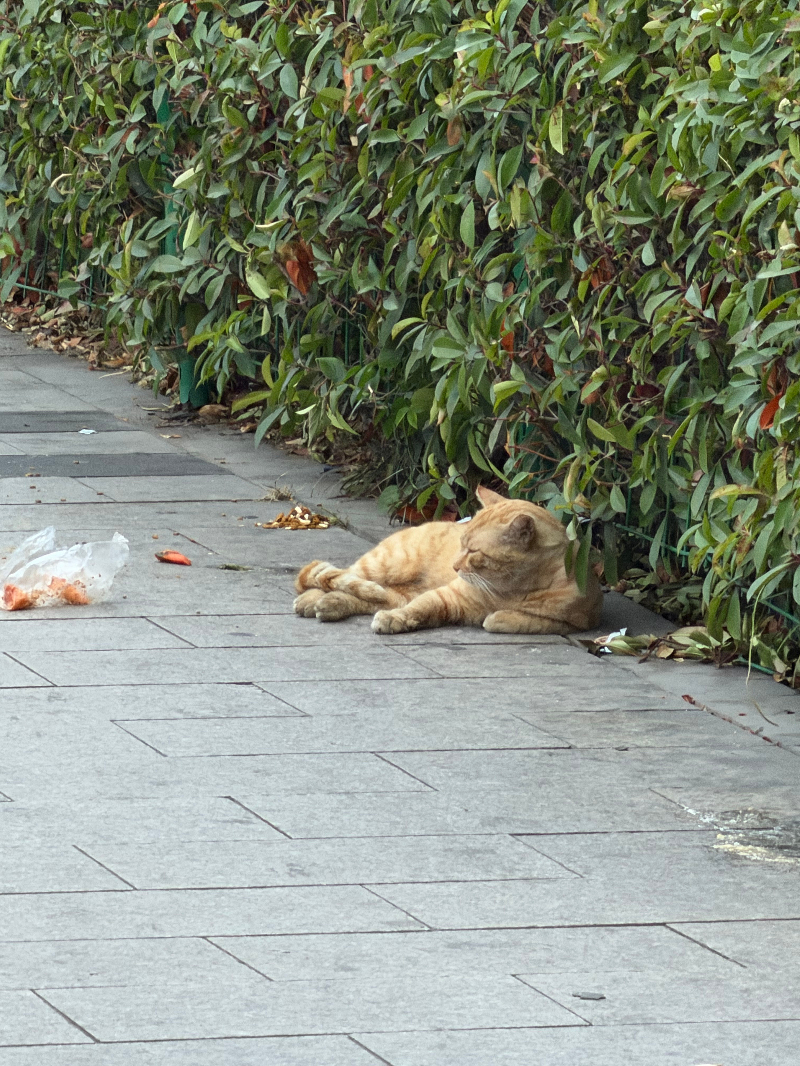 前几天去吃饭发现餐厅有一只小猫发现人类真的离不开小动物诶它们时时刻刻都在治