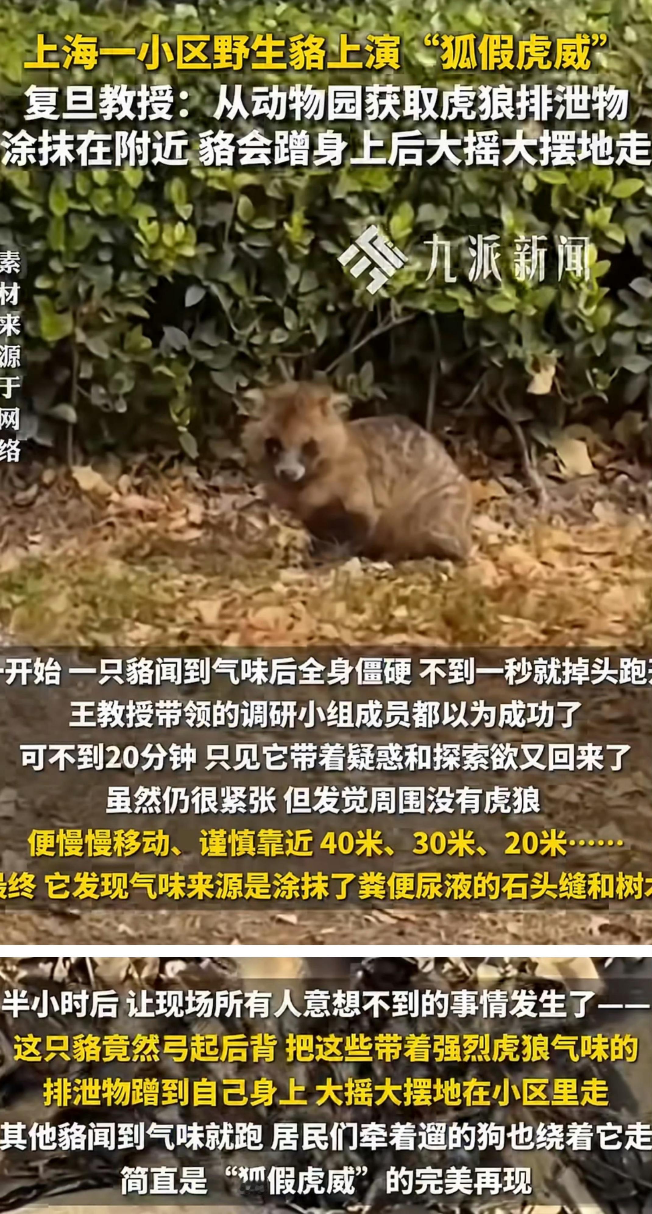 狐假虎威看来是写实的