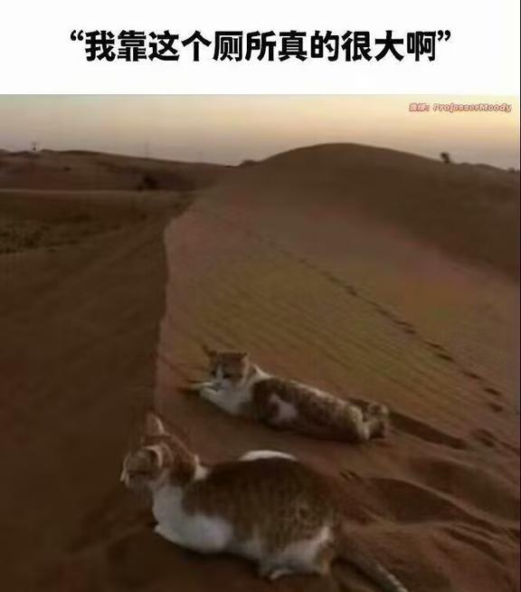 超级猫砂盆每日随机更新各种meme梗图，欢迎大家关注有不懂的梗可以在评论留言