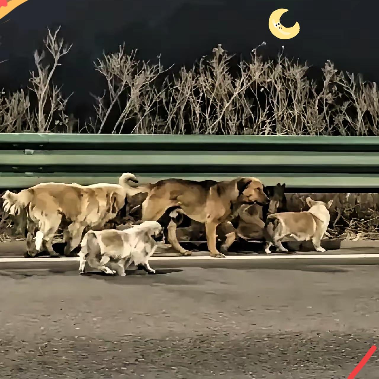 长春那七只狗顺利回家的后续来了！原来，这7只狗都是一个屯子里的，品种有德牧、金