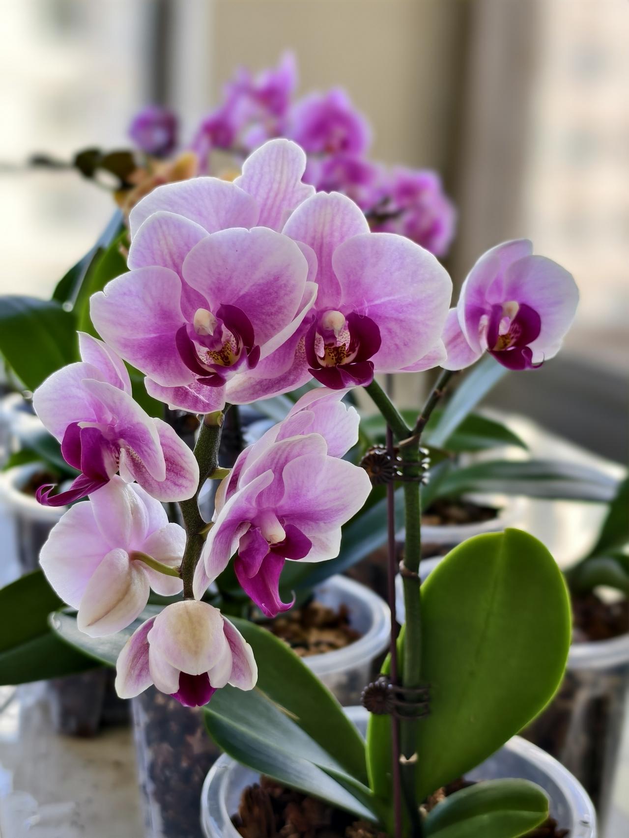 很多花友不敢养蝴蝶兰，其实是可以挑战一下的！1，植料用的松树皮加水苔，7：3混