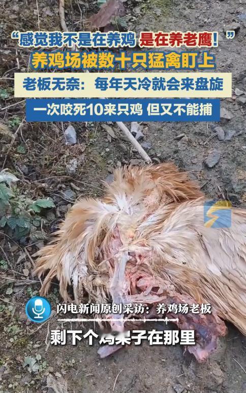 “防不胜防！”近日，浙江杭州，一男子在山上养鸡，可是降温后，有大量老鹰迁徙过来，