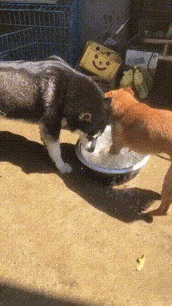 终于有一只狗子，能够把二哈治的服服帖帖的。