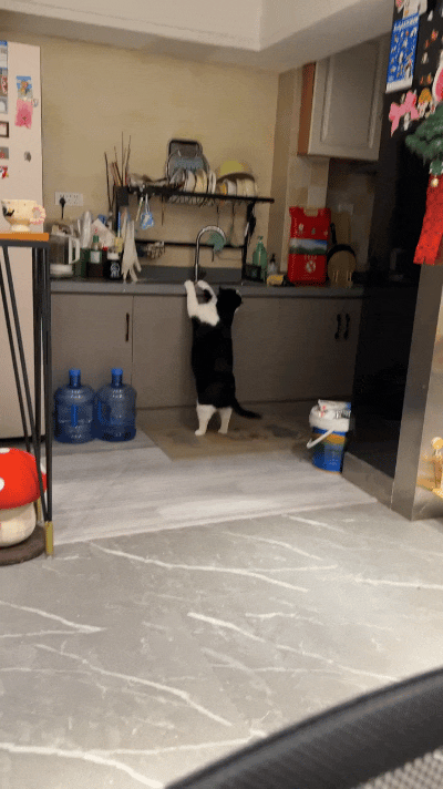 恁看这只黑白小猫咪，真是快成精啦！小姐姐去朋友家串门，一进厨房就看见它直挺挺立着