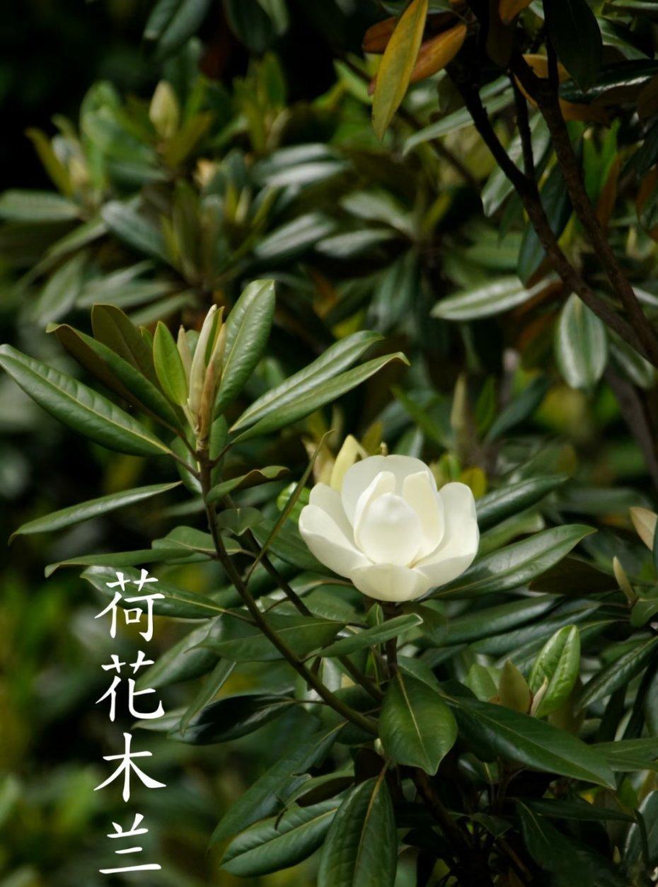 荷花木兰：优雅的木兰之花荷花木兰，木兰科木兰属的璀璨明珠，又名荷花玉兰，光听名