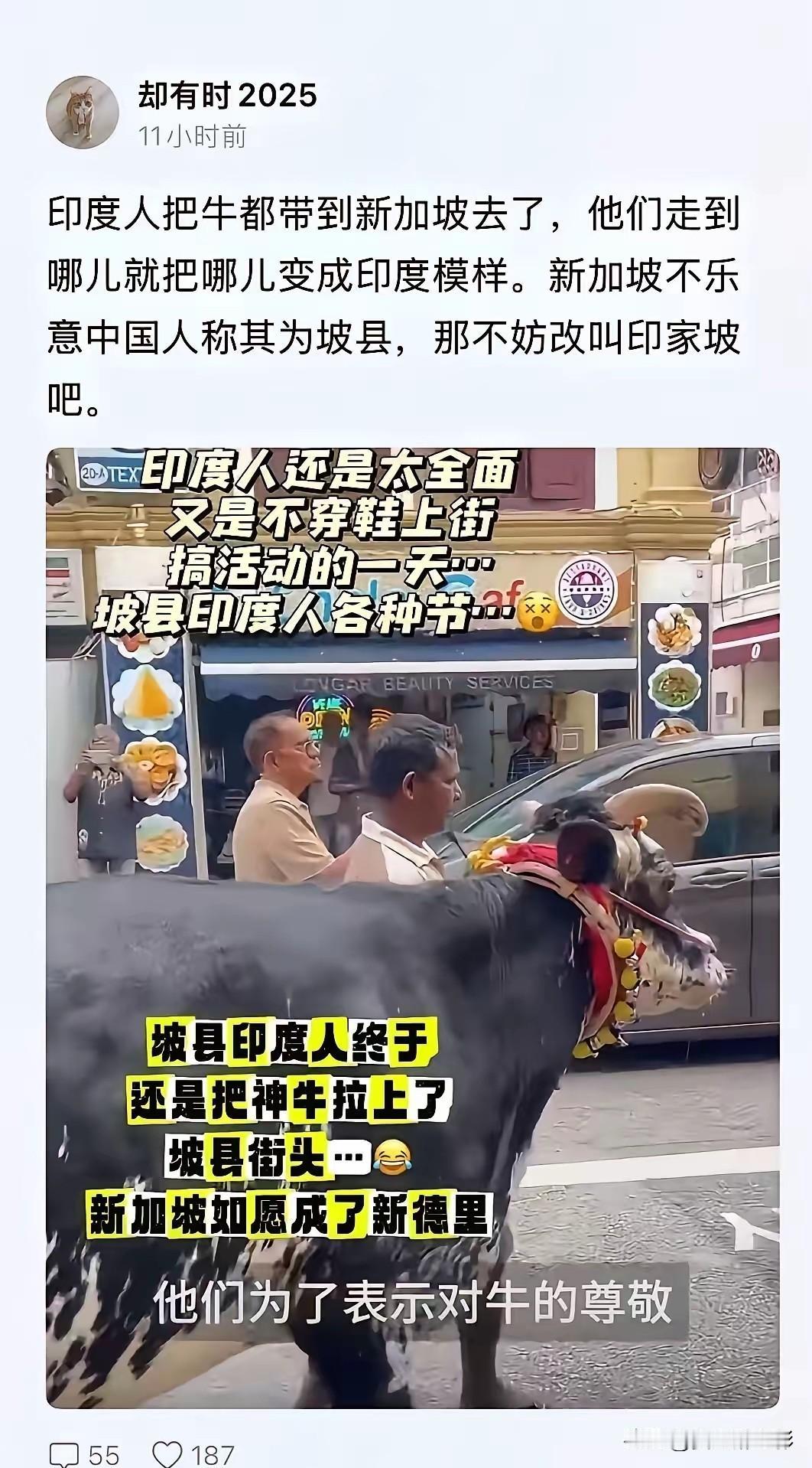 印度人终于把牛拉到了新加坡的大街上！这事听起来有点怪，但真的发生了。新加
