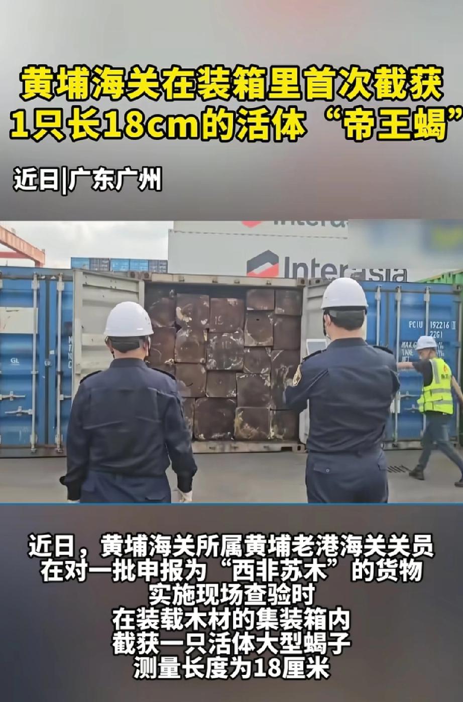 海关截获18厘米长活体帝王蝎。2026年4月4日，广州黄埔老港海关查验进口木材
