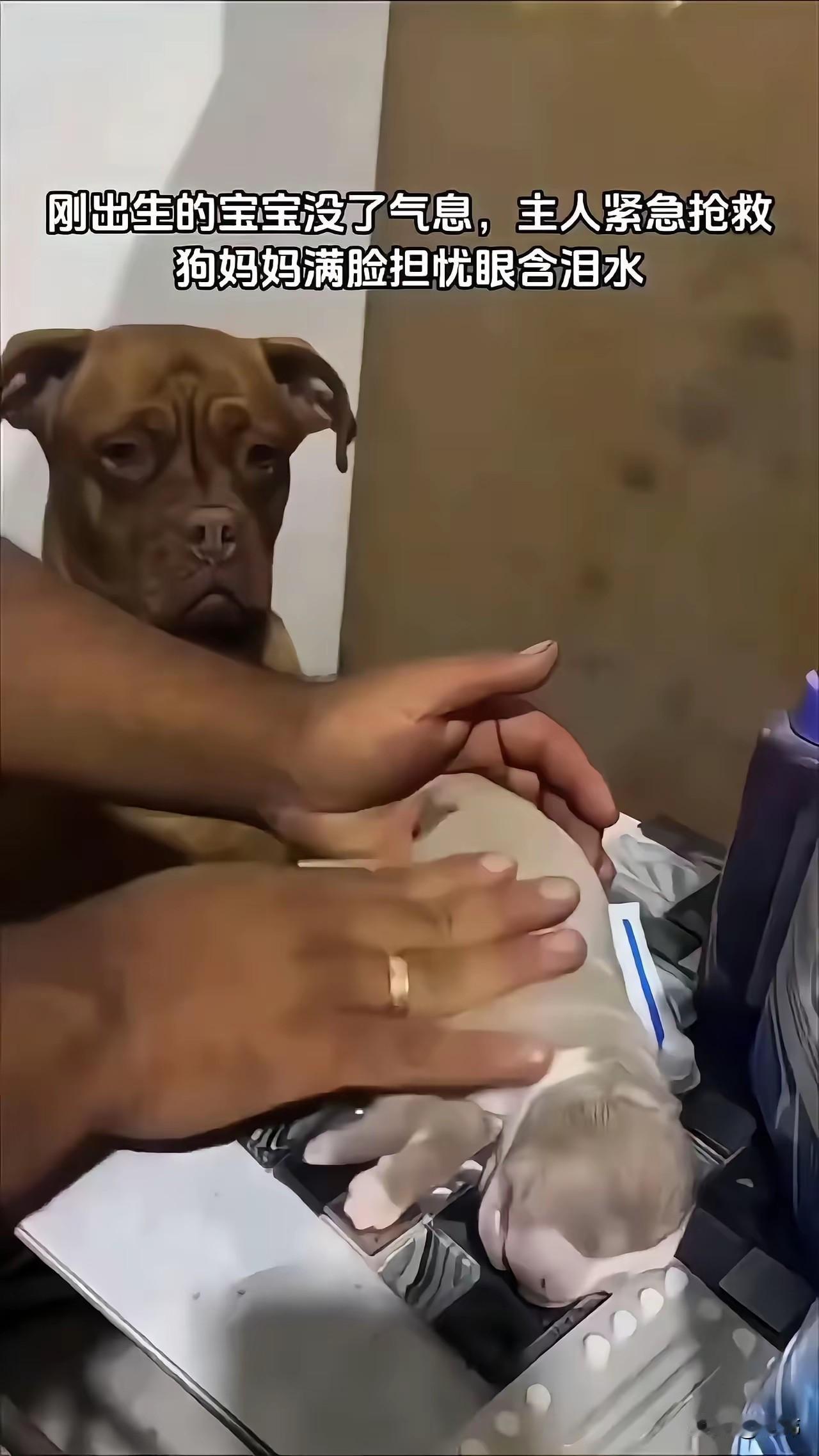 泪目了！一位大哥养了一只狗妈妈，平时就非常宠爱它，一直悉心照料着它，最近狗妈妈怀