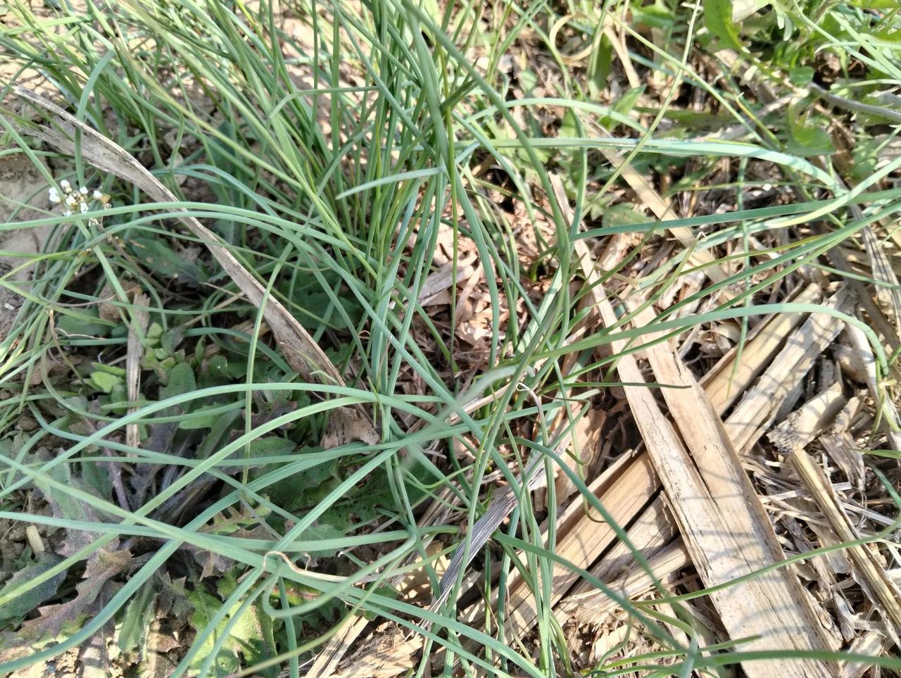 小心，春游挖野蒜也可以伤农！（原创）春季挖