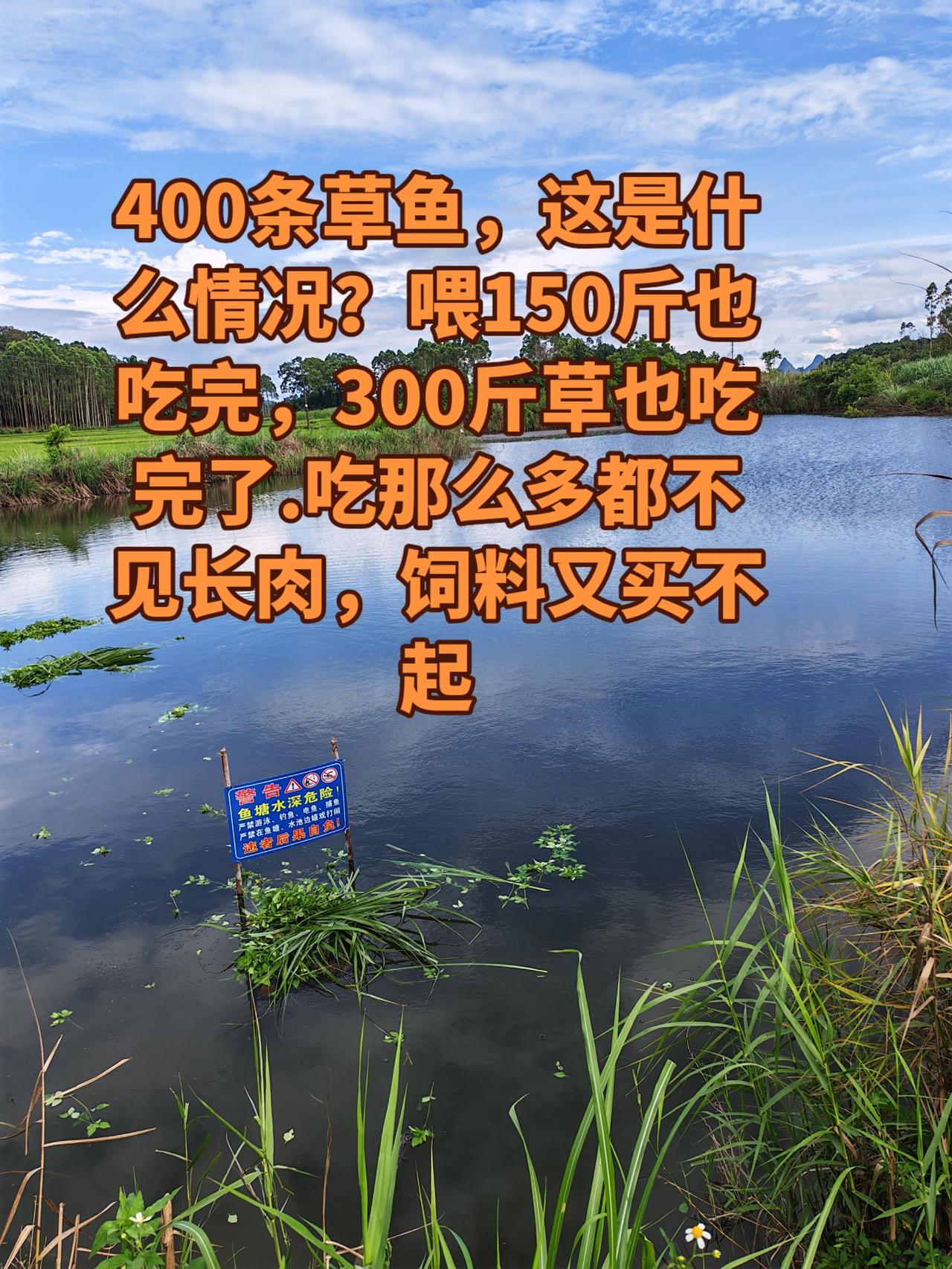 草鱼吃草太厉害了，割草都忙不过来，一天300斤也是吃完养鱼养鱼日记三农生活