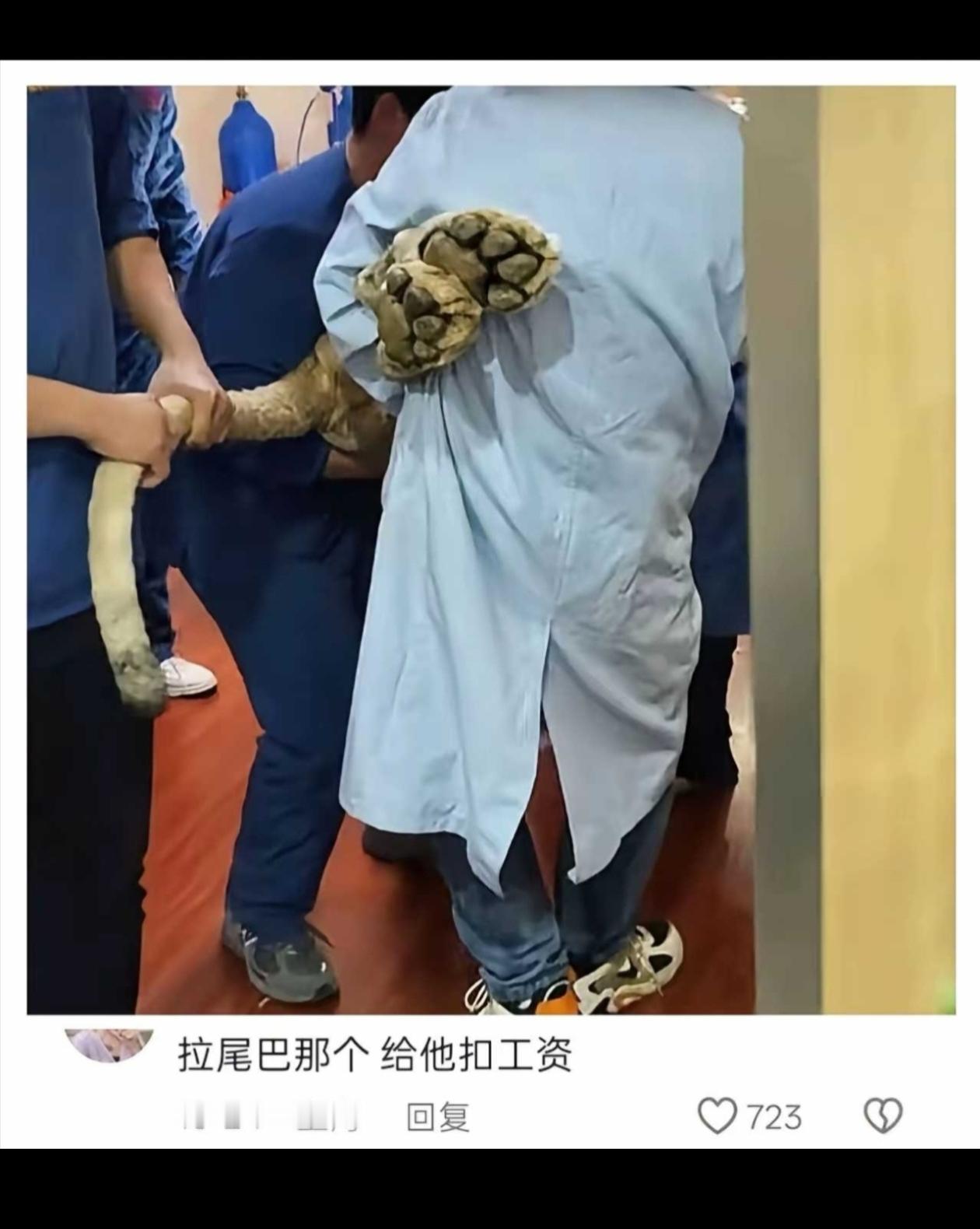 他可以不抬的，可是偏偏抬得很认真！