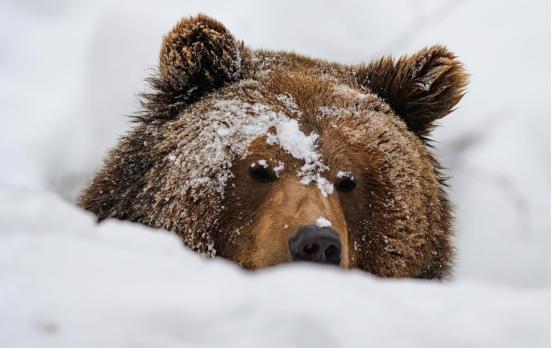 狼群会吃掉冬眠的熊吗？其实，很多人不知道，熊冬眠并不是因为天气冷或觉得困，而是因