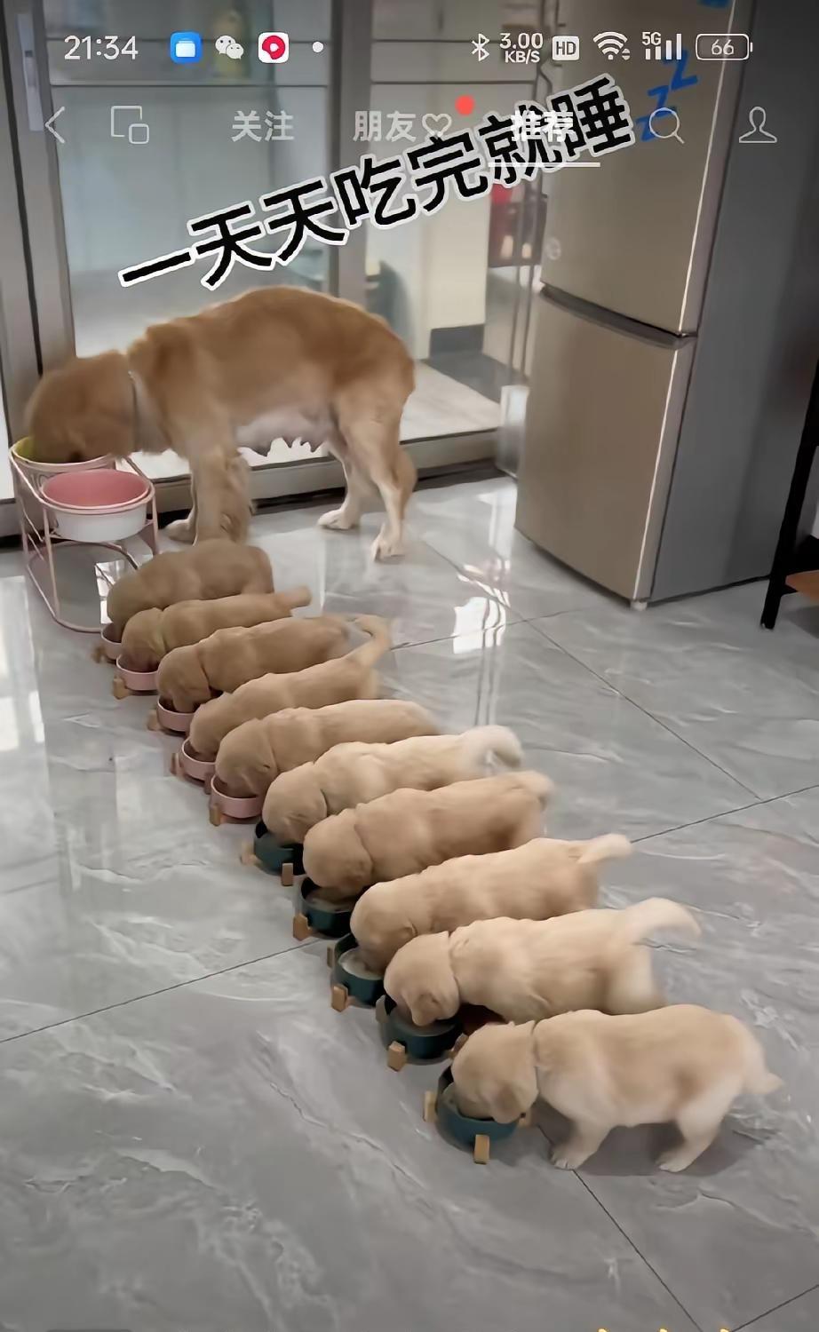 我的天老爷你养一条狗可以理解，你养这么多条狗有点不可思议一天要多少斤狗粮？养一