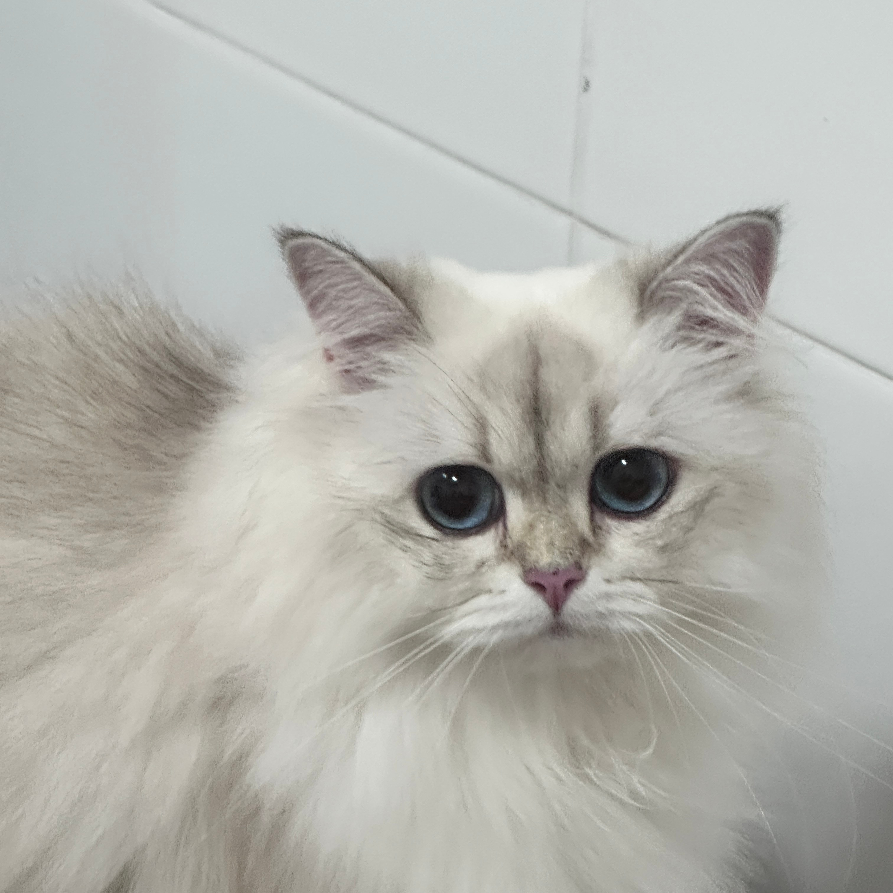 小猫咪咋这么可爱