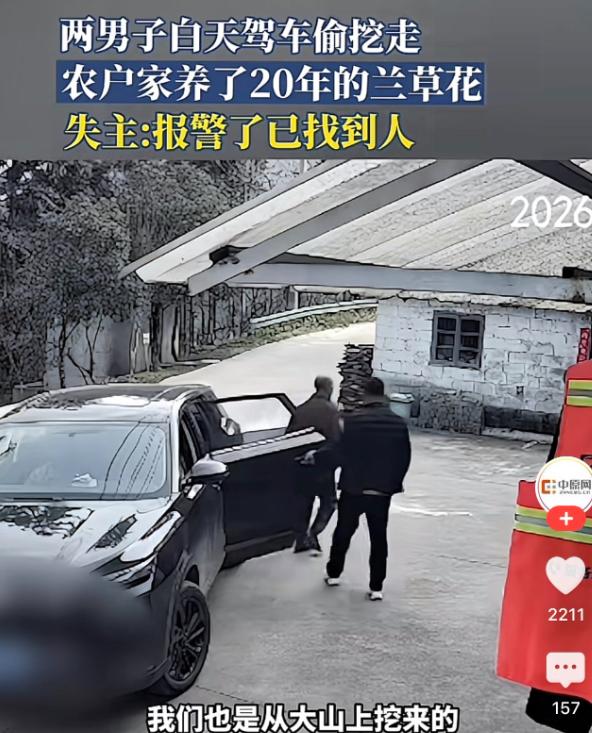 安徽六安，一对农妇20多年前在山上挖了一株兰草。二十年前从山上挖来的宝贝，一