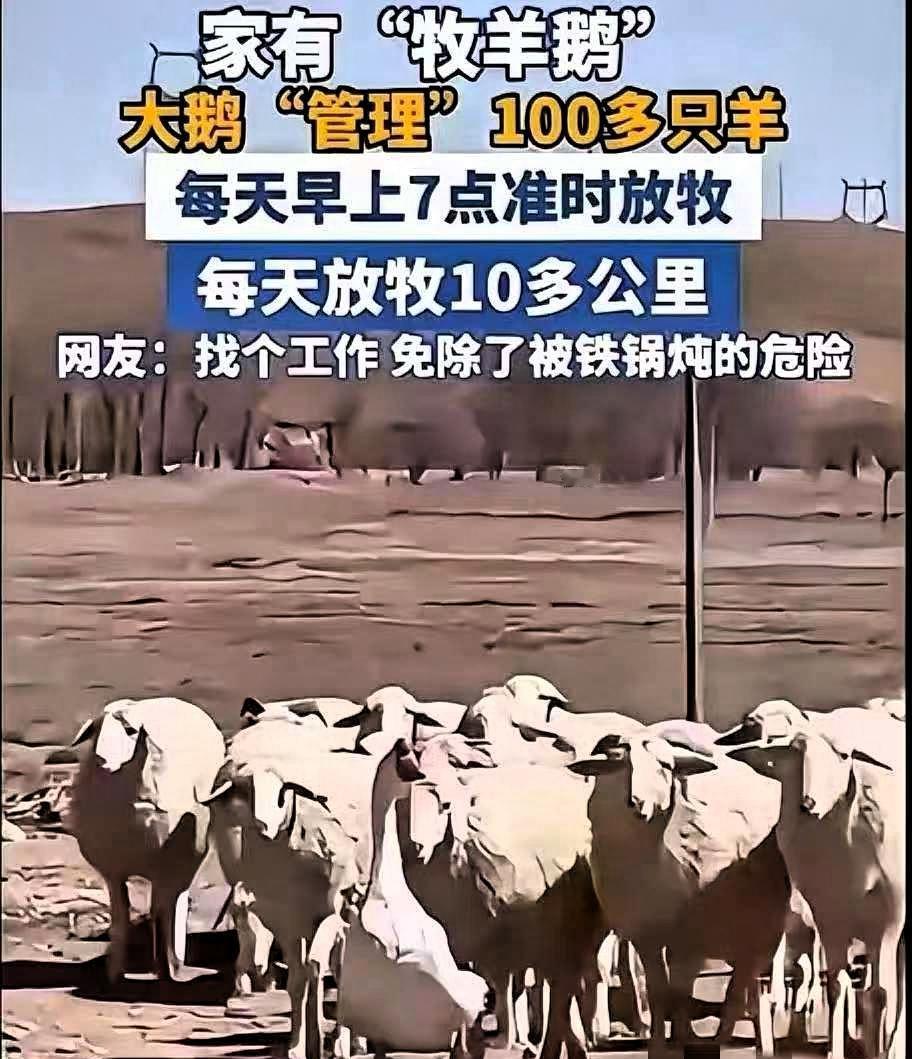 内蒙古一男子，两只大鹅凑在一起总打架，啄得羽毛乱飞，李先生实在无奈，就把性子更烈