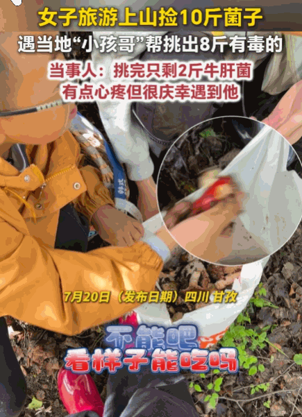 无知者无畏！四川甘孜，女子一行3人凌晨6点进山，看到大菌子就往袋里装，忙活半天捡