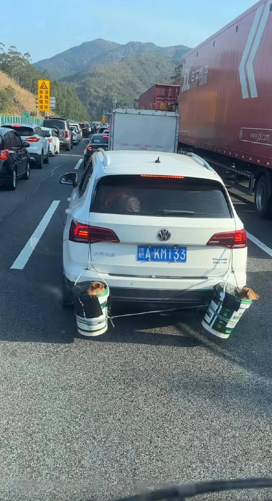 在抖音刷到了第一批跟主人回家过年的狗，各种“装备”，就是车子里放不下了么？[呲牙