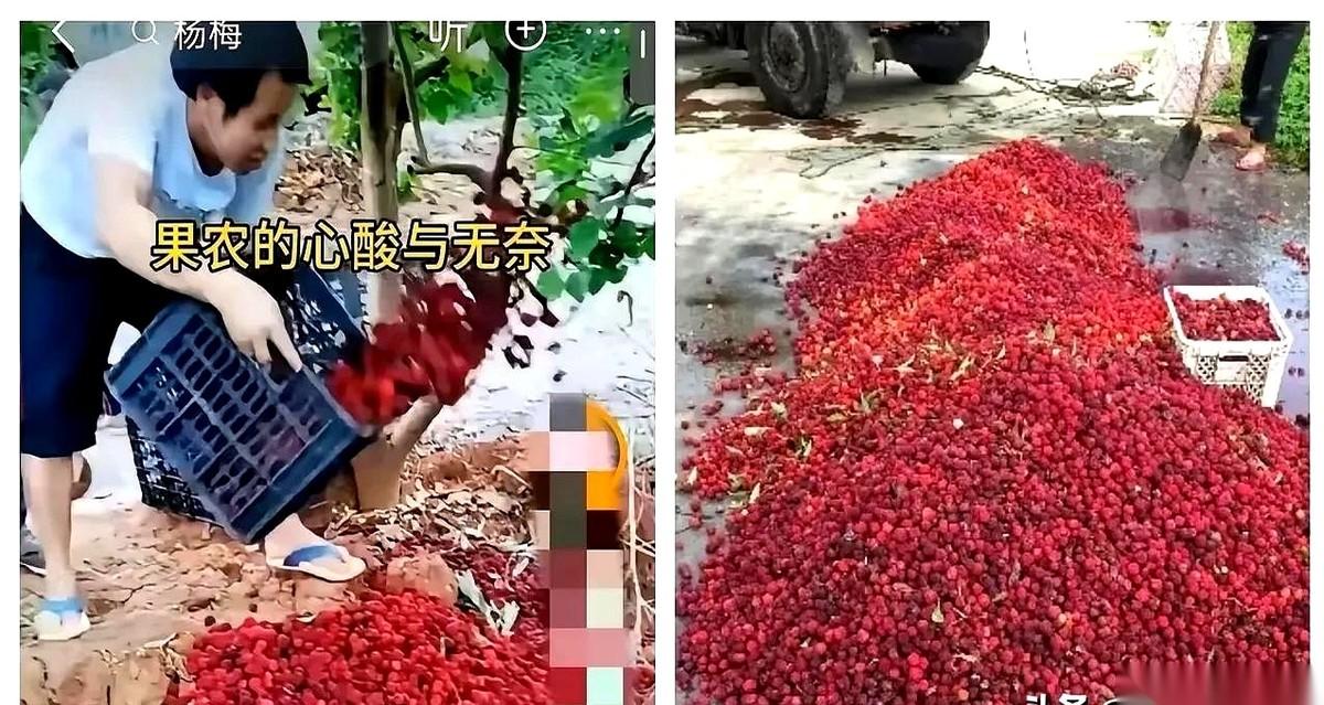 漳州杨梅这事儿，最让人后背发凉的，不是那桶泛着白沫的药水。是那个老板，对着暗访镜
