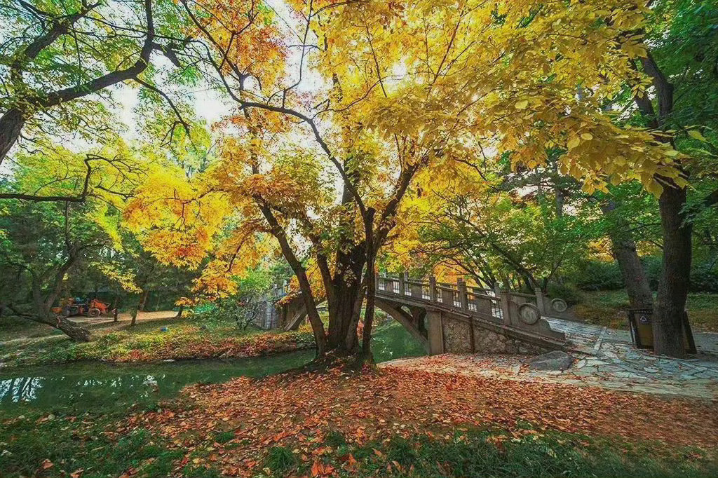 颐和园秋赏|一年好景君须记，最是橙黄橘绿时！