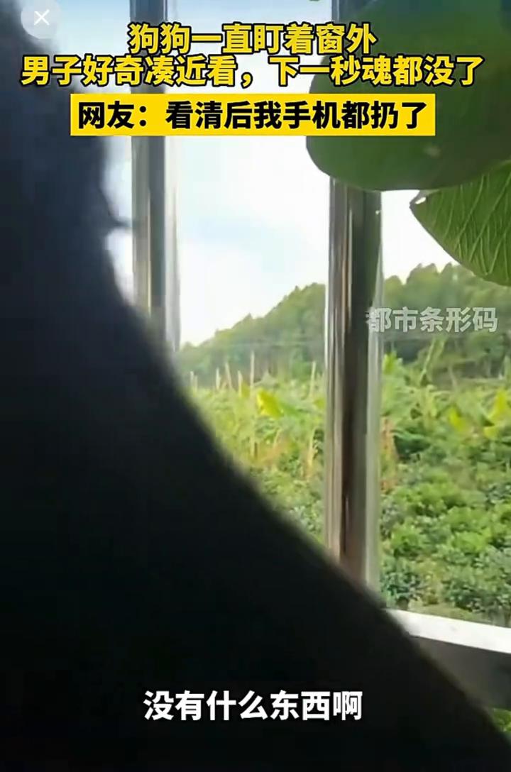 狗狗一直盯着窗外，男子好奇凑近看，下一秒魂都没了。都市条形码。网友：看清后我