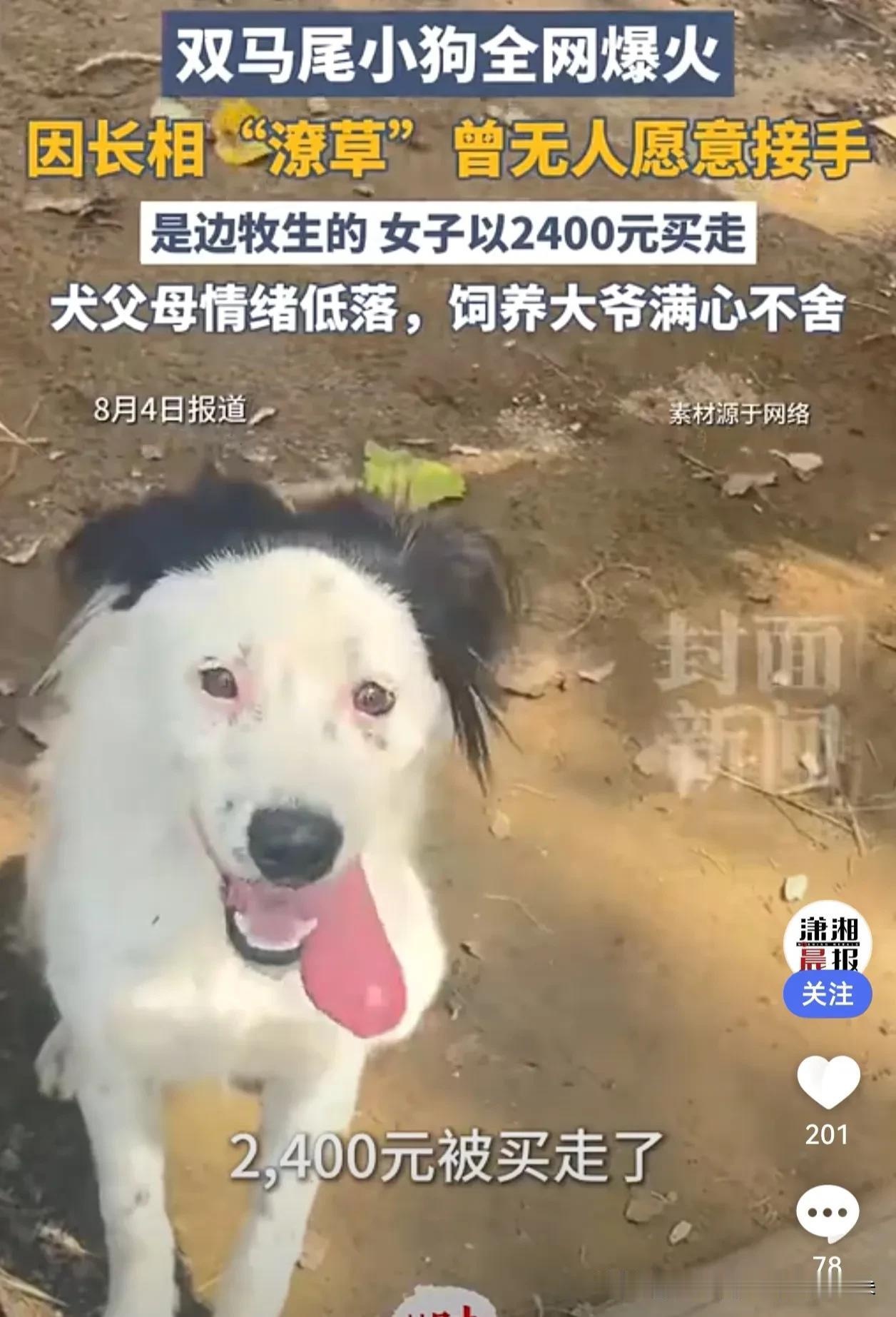 全网“倒数第一漂亮”双马尾小狗花花被2400元买走，背后故事看哭网友它被戏称