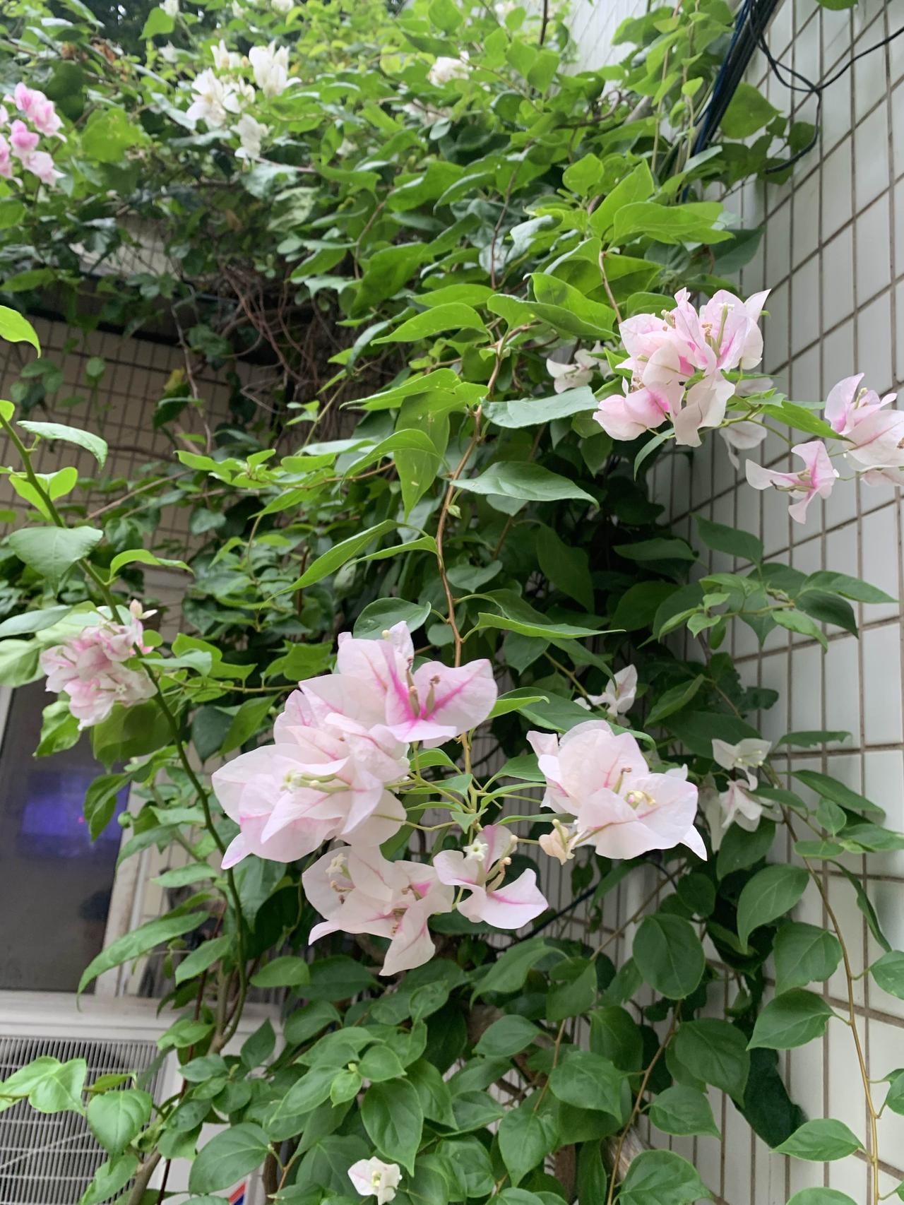 公司楼下有三位保安，一位爱种花、一位爱种菜，还有一位爱炒股。炒股的保安大哥通