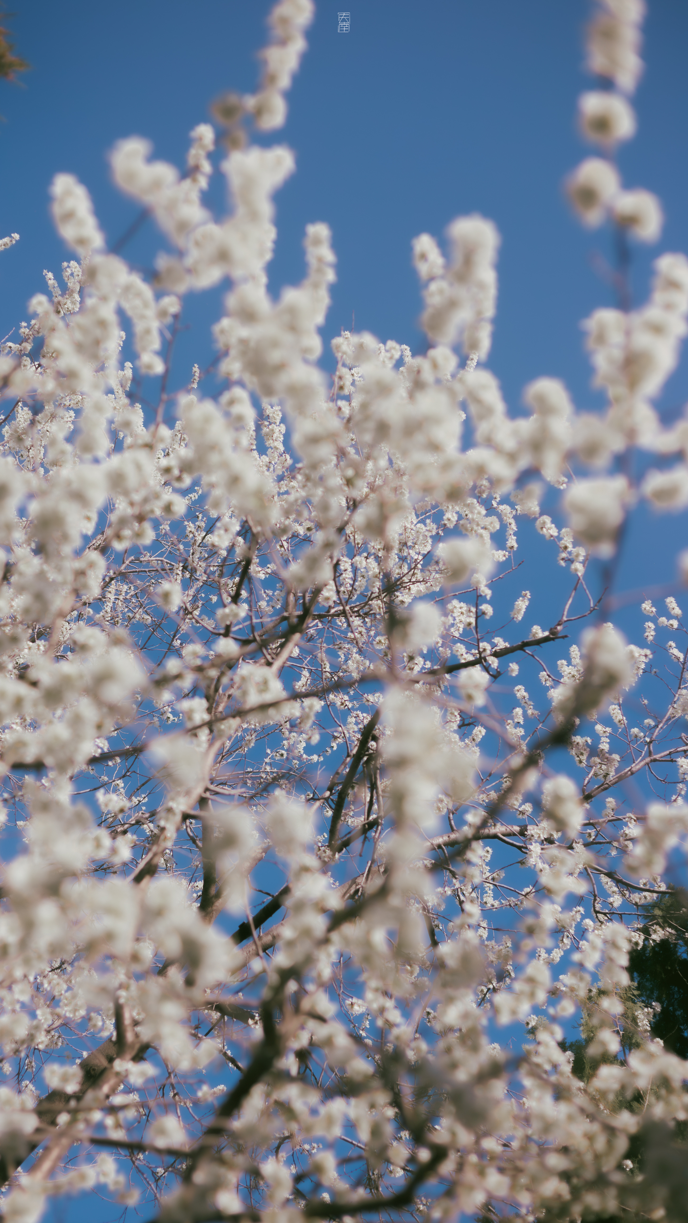 昨天、今天、下雨天，眼下是春天。🌸【颐和园】摄影北京春日拾光