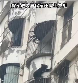 #四川新闻#【雅安一黑熊抓防盗窗连爬多层进入居民家】9月23日（援引消息未标明具体时间），四川雅安一
