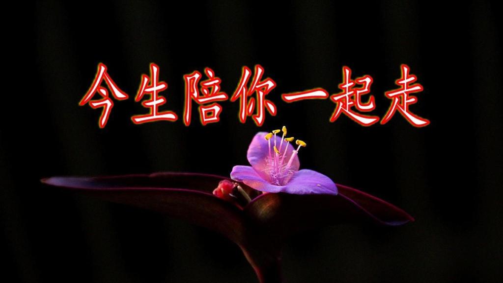 今生陪着你一起走简谱_陪着你一起走图片