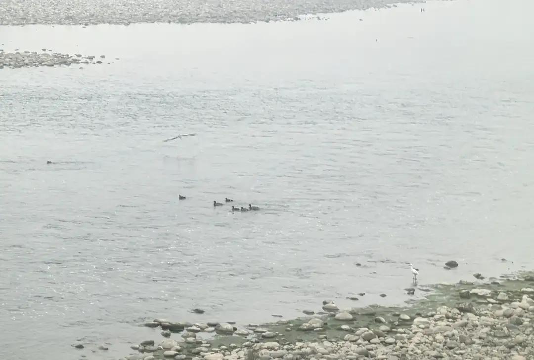 2009年去乐山夹江县孝姑镇看核电选址，镇长摆了长桌宴，白酒一杯接一杯。我脸已